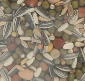 Bird Food