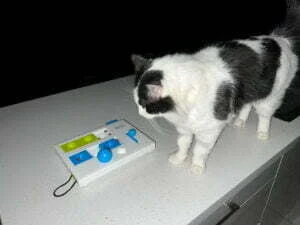 Cat Products