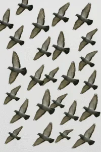 Pigeon Products